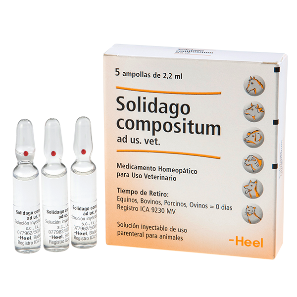 SOLIDAGO-COMPOSITUM-AD-US-VET-AMP.png