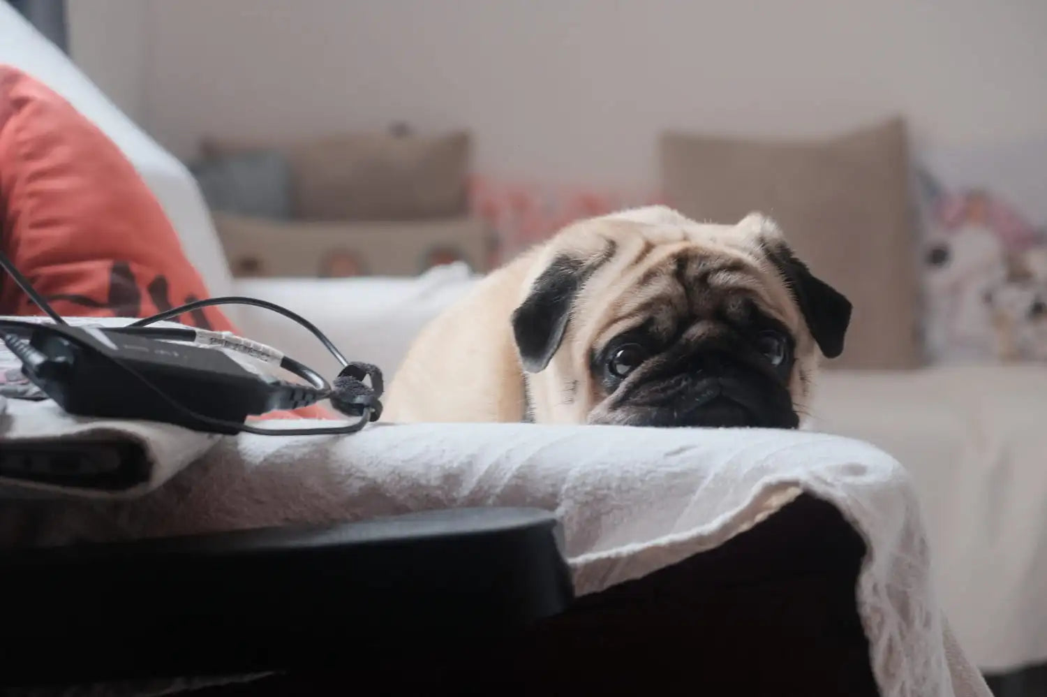 Cómo Reducir la Ansiedad en Mascotas: Estrategias Efectivas para el Bienestar Animal