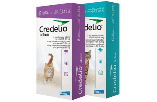CREDELIO-GATOS.jpg