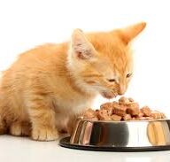 Alimento para gatos
