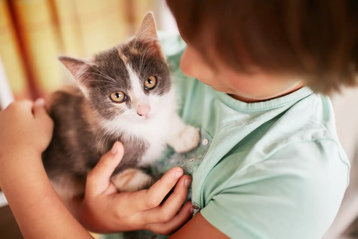 Guía completa con todo lo que necesitas saber para cuidar de tu primer gato. Aprenderás todo lo necesario para que seas feliz con tu mascota.