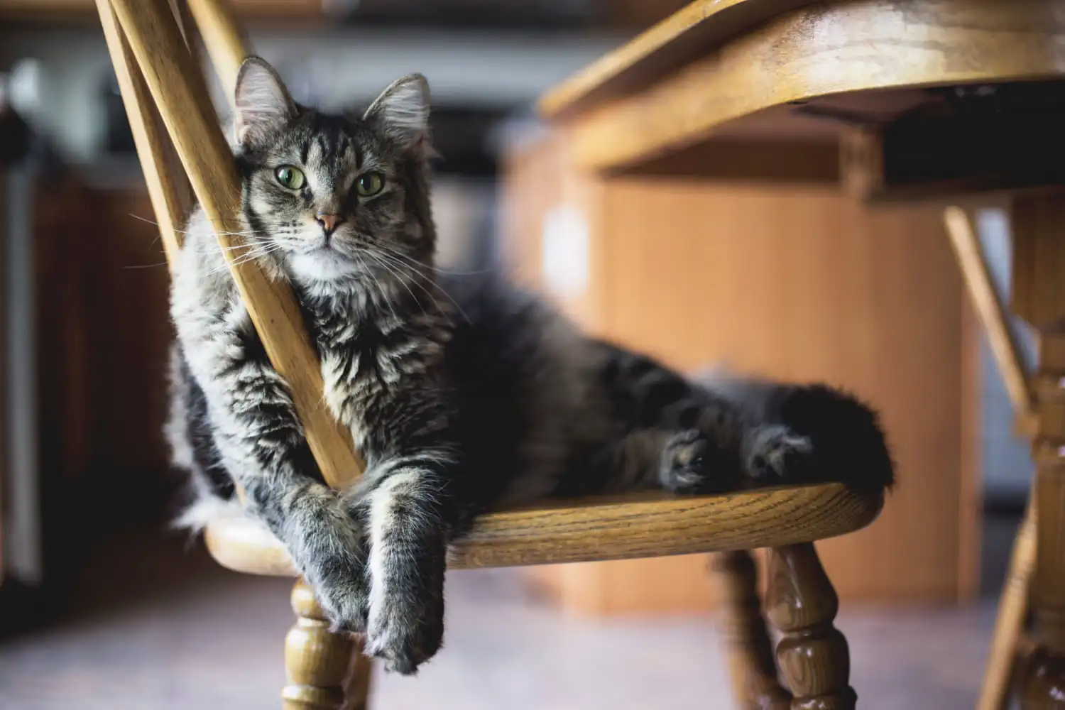 SuperVet - Blog - Las 10 cosas que hacen a un gato feliz