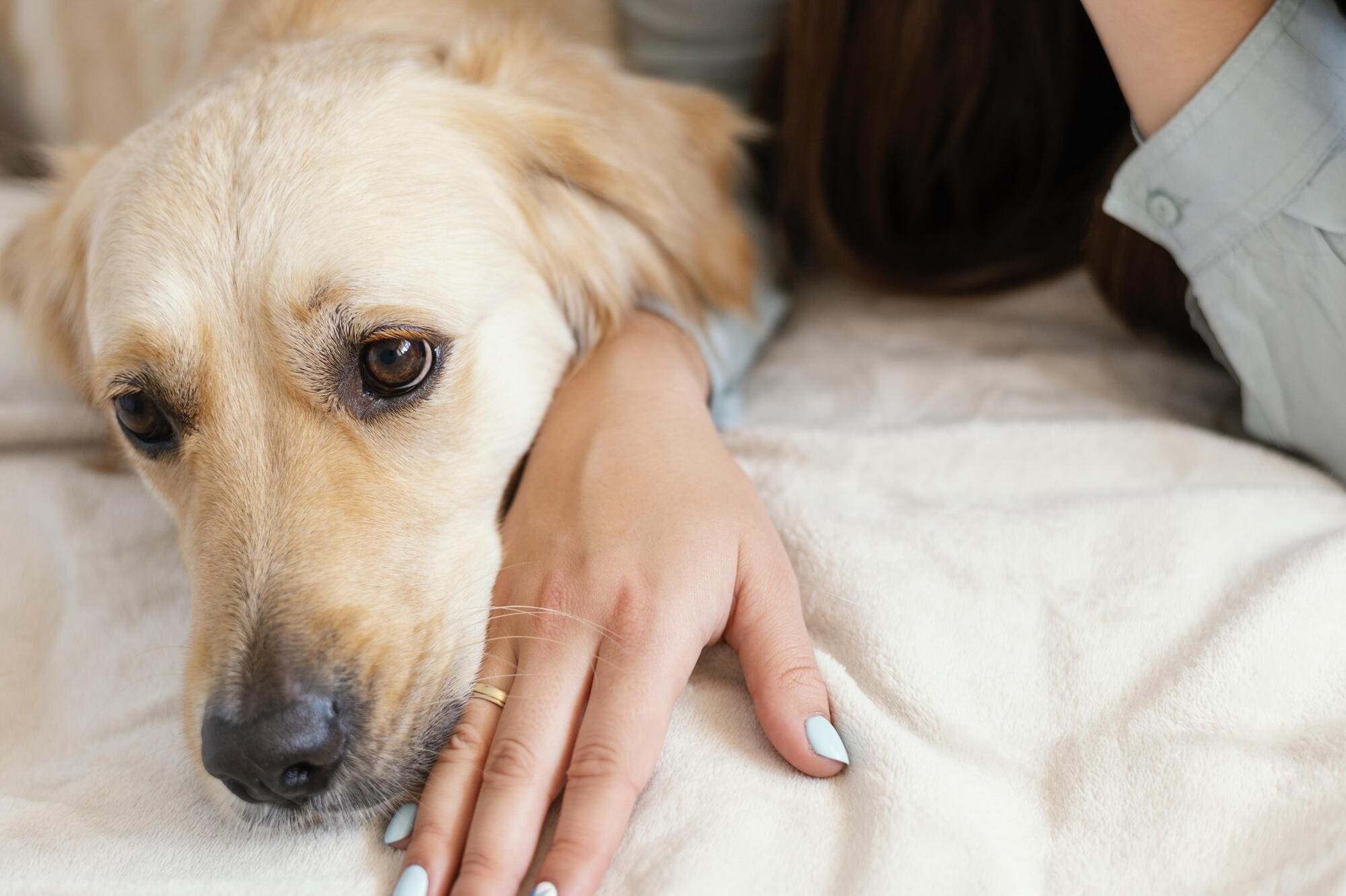 Cómo ayudar a nuestras mascotas a lidiar con los parásitos externos
