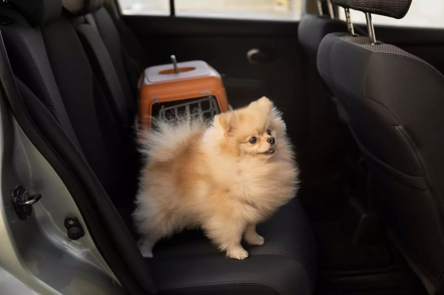 Prepara a tu mascota para un viaje sin estrés